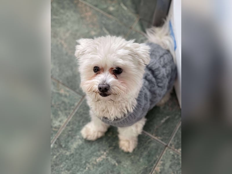 POPPY - Zuckerbub sucht seine Menschen