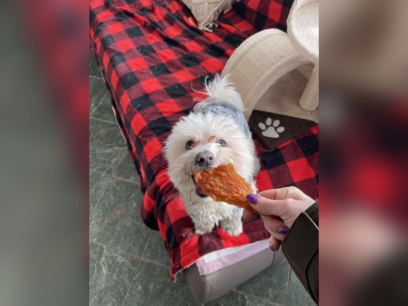 POPPY - Zuckerbub sucht seine Menschen