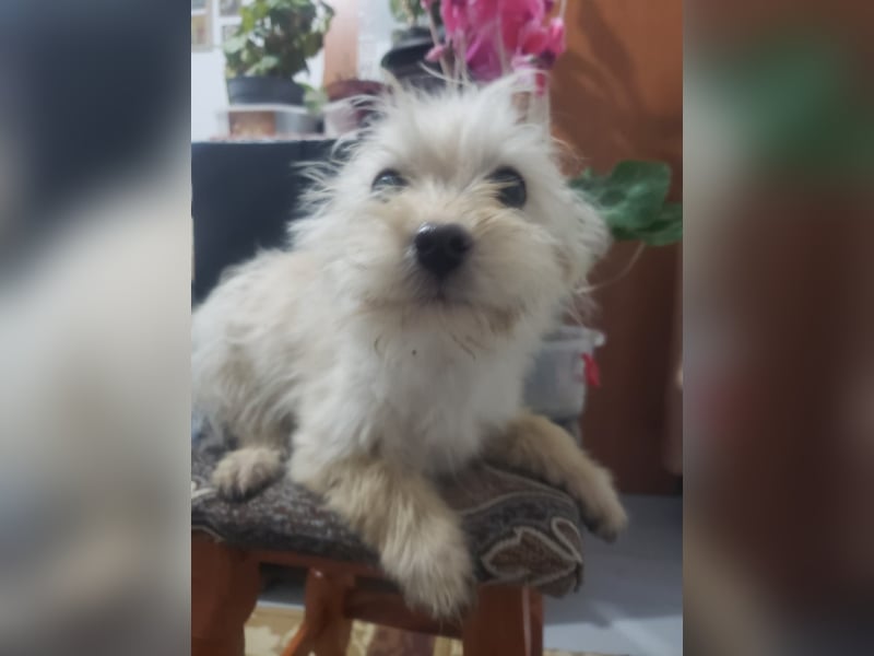 ZSA ZSA - kleine Zuckermaus