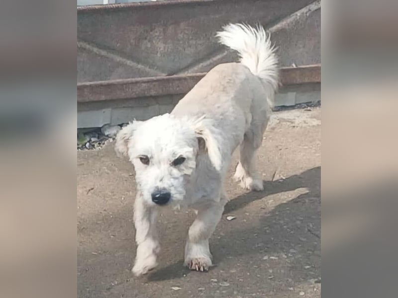 Marley - freundlich und lernwillig