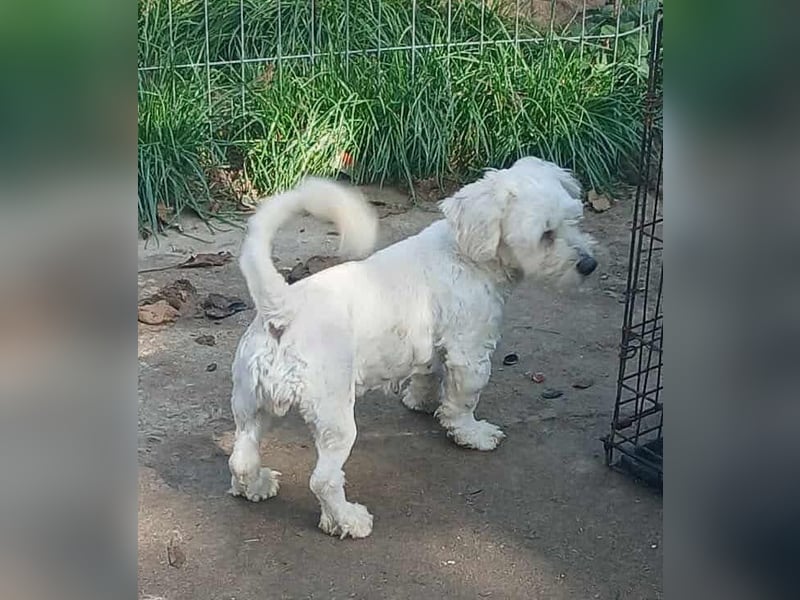 Miley - freundlich und neugierig