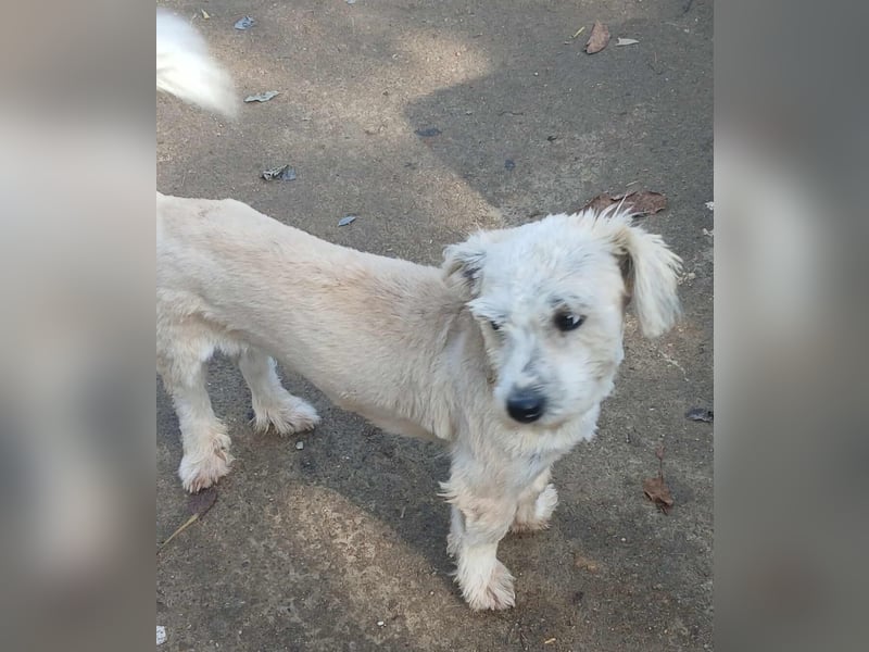 Marley - freundlich und lernwillig