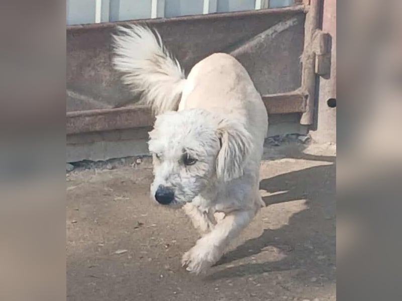 Marley - freundlich und lernwillig