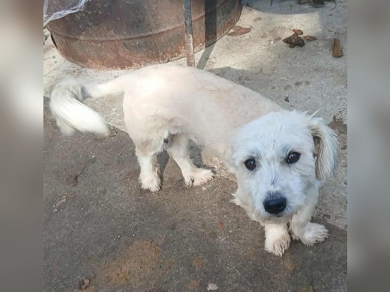 Marley - freundlich und lernwillig