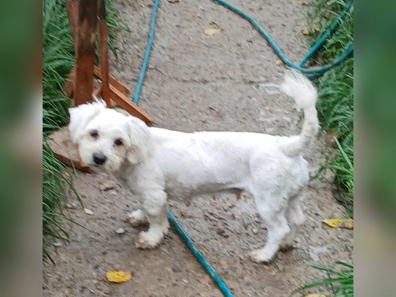 Miley - freundlich und neugierig