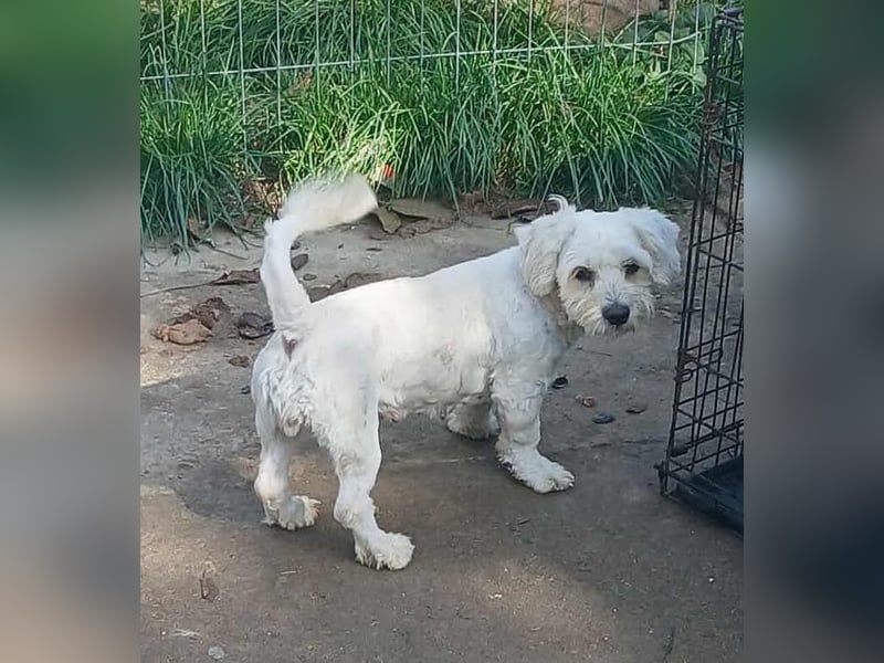 Miley - freundlich und neugierig