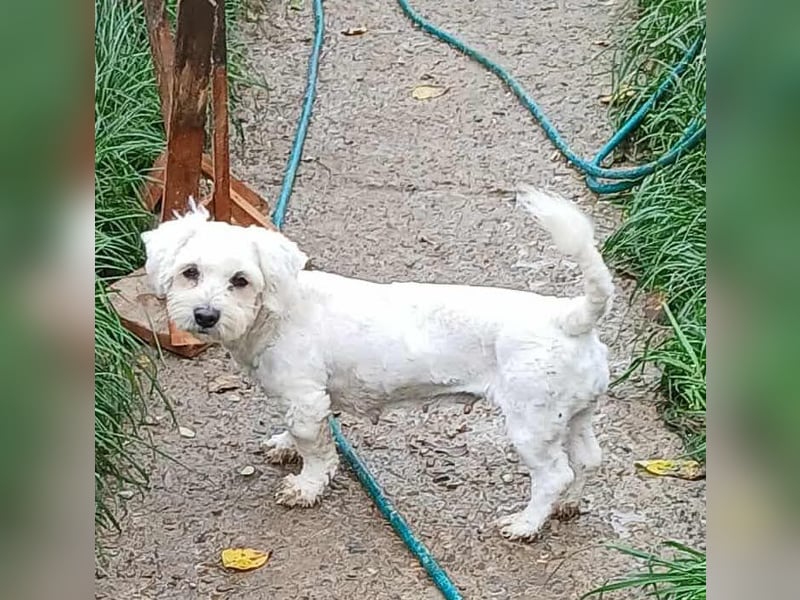 Miley - freundlich und neugierig