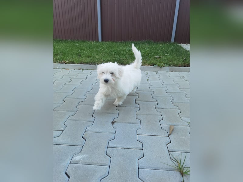 Welpe SKITTLES (Bichon-Malteser Mix) wartet auch sein Körbchen