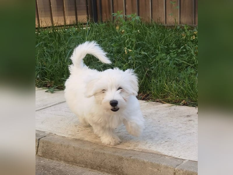 Welpe SKITTLES (Bichon-Malteser Mix) wartet auch sein Körbchen