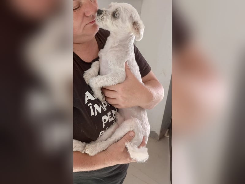 Kleiner Bichon-Mix MAX sucht seine Familie!
