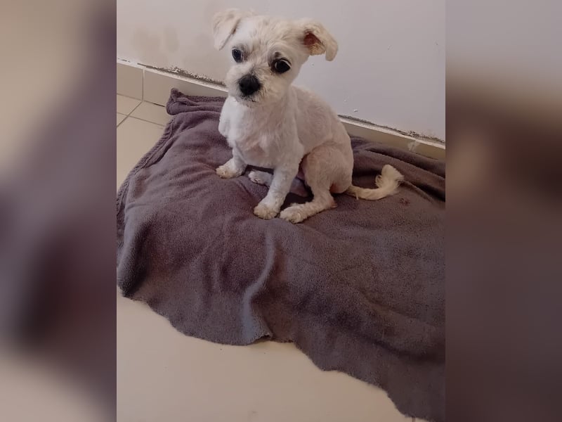 Kleiner Bichon-Mix MAX sucht seine Familie!