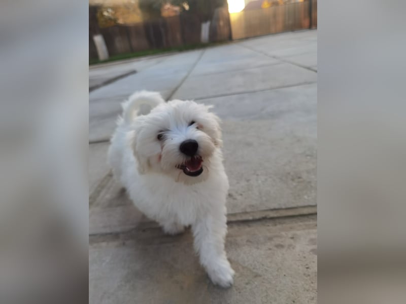 Welpe SKITTLES (Bichon-Malteser Mix) wartet auch sein Körbchen