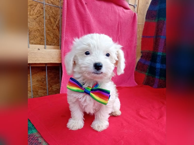 Welpendame FILLY (Bichon/Malteser/Pekinese-Mix) sucht ihr Familie!