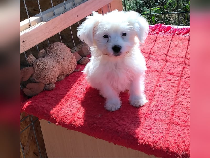 Welpendame BONNIE (Bichon/Malteser/Pekinese-Mix) sucht ihre Familie!