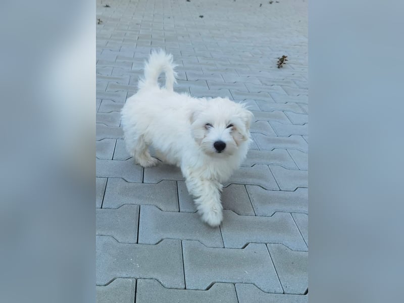 Welpe SKITTLES (Bichon-Malteser Mix) wartet auch sein Körbchen