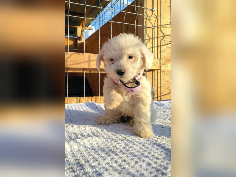 Welpendame FILLY (Bichon/Malteser/Pekinese-Mix) sucht ihr Familie!