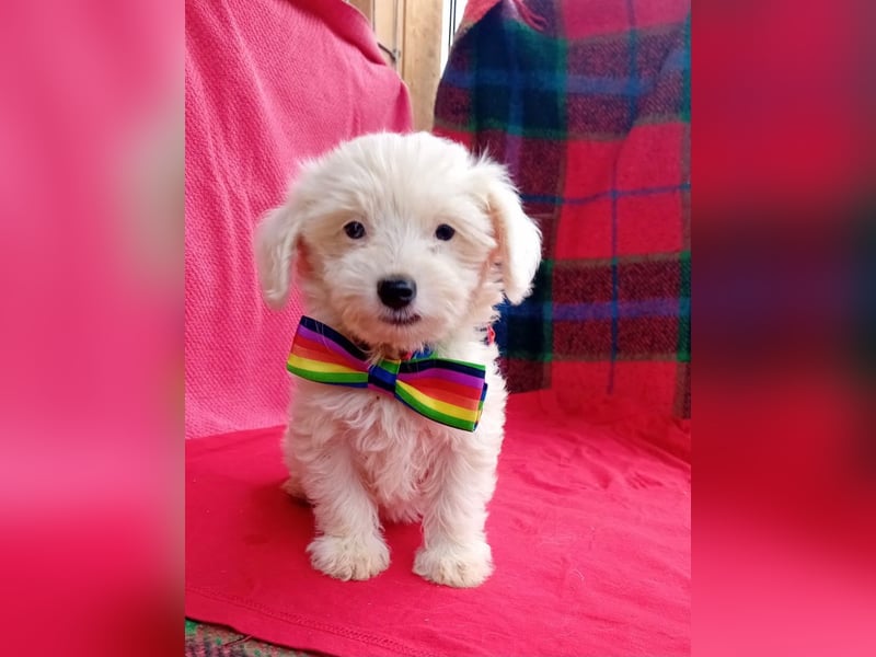 Welpendame FILLY (Bichon/Malteser/Pekinese-Mix) sucht ihr Familie!