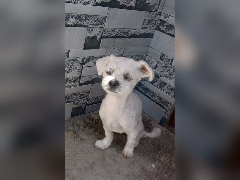 Kleiner Bichon-Mix MAX sucht seine Familie!