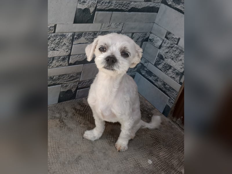 Kleiner Bichon-Mix MAX sucht seine Familie!