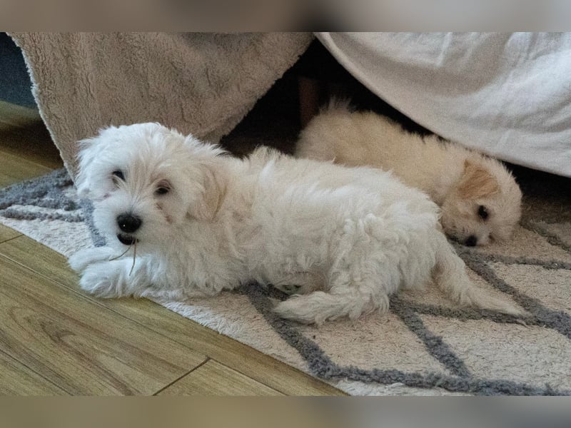 Welpe SKITTLES (Bichon-Malteser Mix) wartet auch sein Körbchen