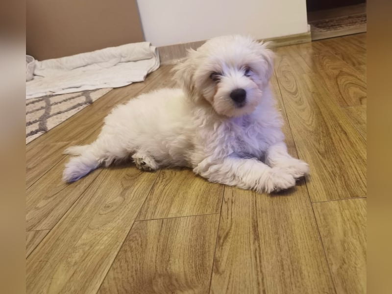 Welpe SKITTLES (Bichon-Malteser Mix) wartet auch sein Körbchen