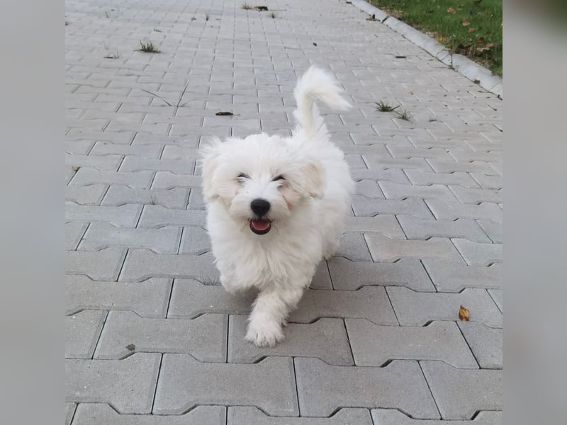 Welpe SKITTLES (Bichon-Malteser Mix) wartet auch sein Körbchen