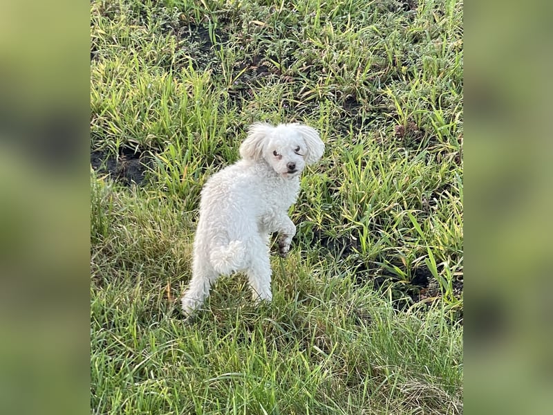 Bichon Mix, 6,5 Jahre, sucht ein neues Zuhause