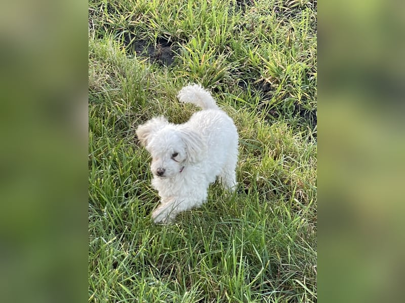 Bichon Mix, 6,5 Jahre, sucht ein neues Zuhause