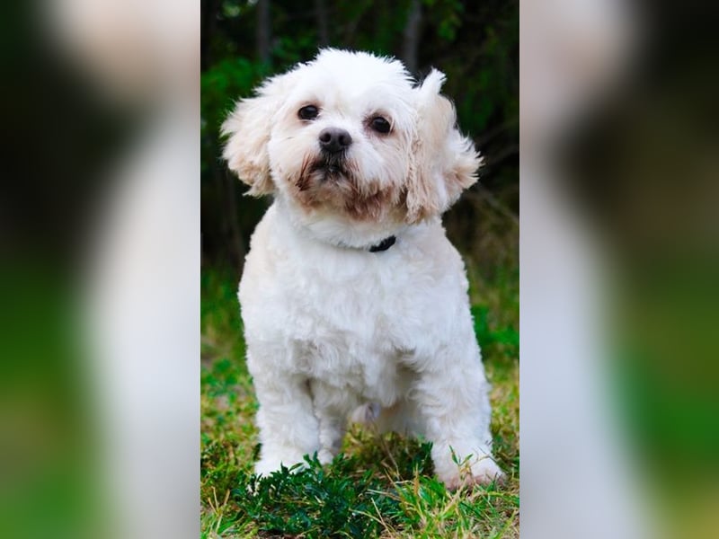 Herbert, Bichon Frise' Mischling, geb. 2023, ein Goldschatz