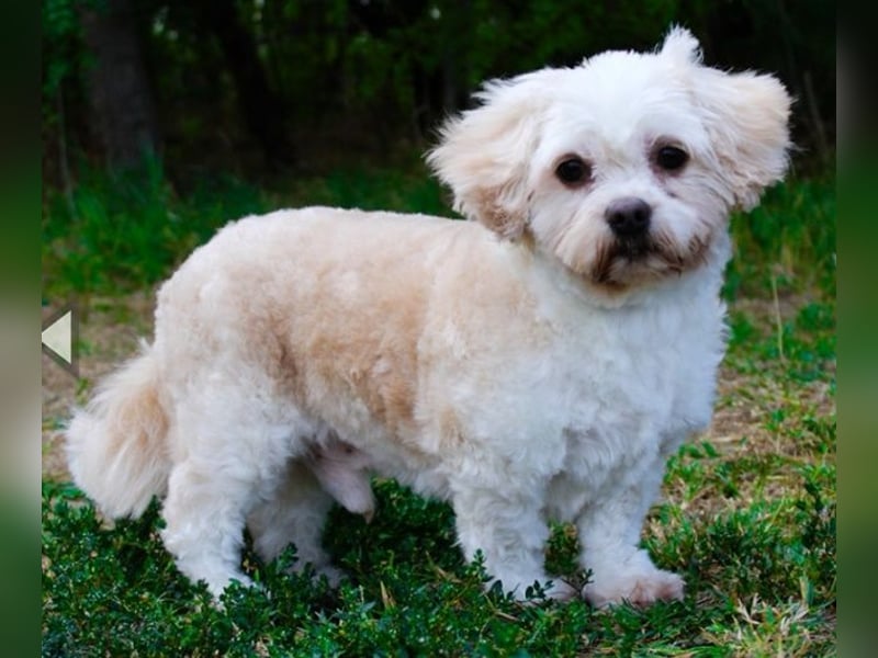 Herbert, Bichon Frise' Mischling, geb. 2023, ein Goldschatz