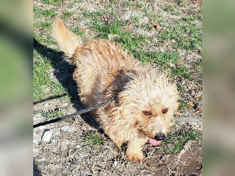 Bichon-Mix Alan möchte Rumänien so gerne verlassen