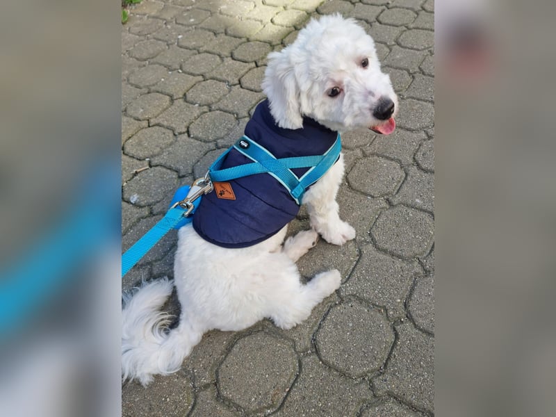 Bin ich ein Bichon/Maltheser Mix ? Egal, ich lebe in Rumänien und suche ein Für Immer Zuhause