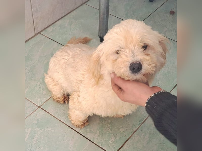 Welpe/Junghündin Bichonmix Sorina möchte Rumänien schnell verlassen