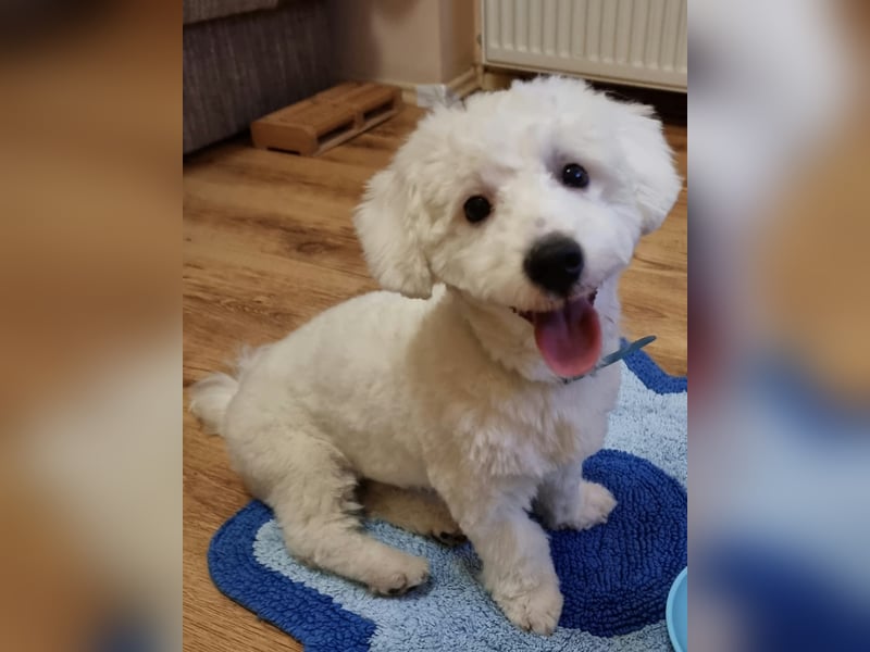 Bin ich ein Bichon/Maltheser Mix ? Egal, ich lebe in Rumänien und suche ein Für Immer Zuhause