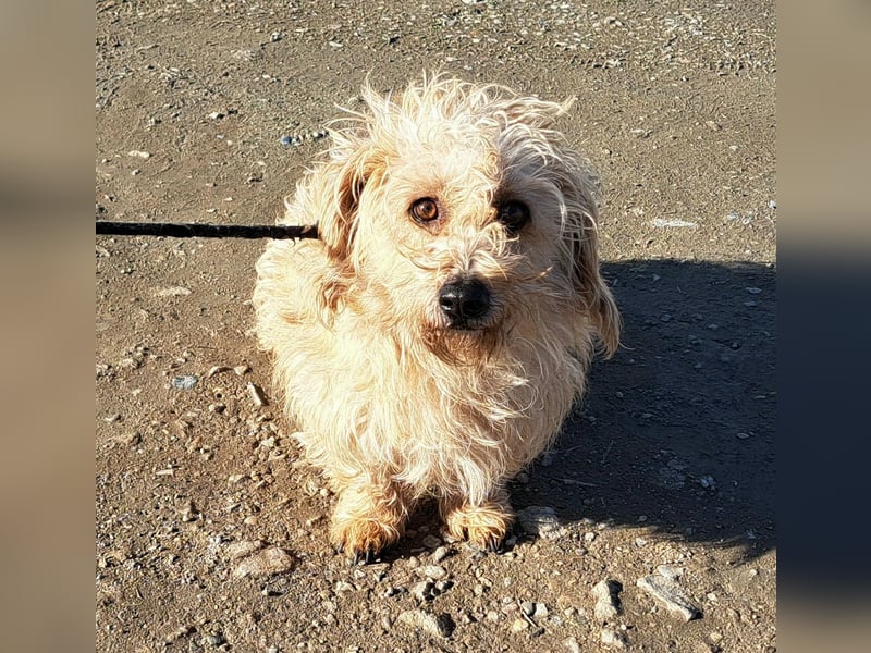 Bichon-Mix Alan möchte Rumänien so gerne verlassen