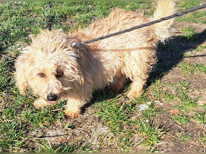 Bichon-Mix Alan möchte Rumänien so gerne verlassen