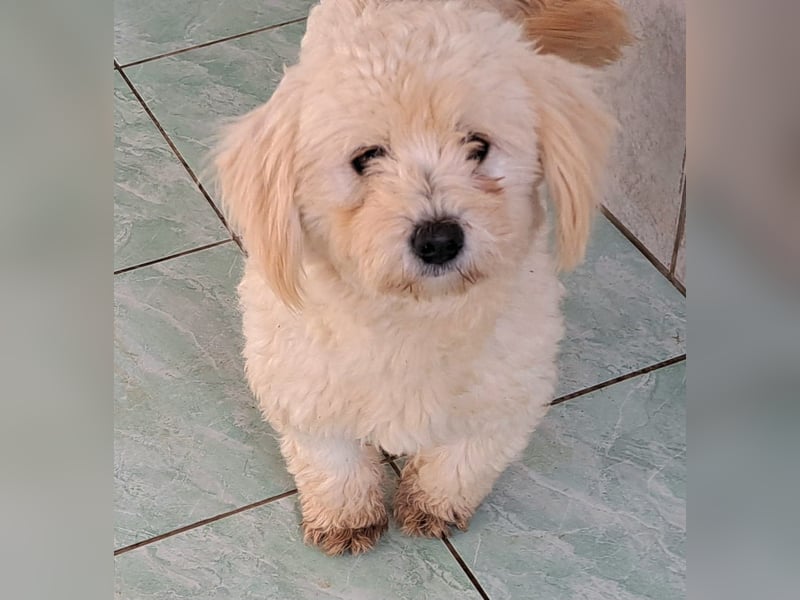 Welpe/Junghündin Bichonmix Sorina möchte Rumänien schnell verlassen