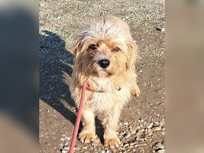 Rüde Arry, 29cm, möchte Rumänien schnell verlassen