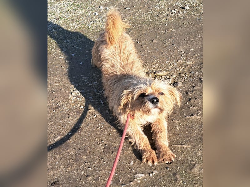 Rüde Arry, 29cm, möchte Rumänien schnell verlassen