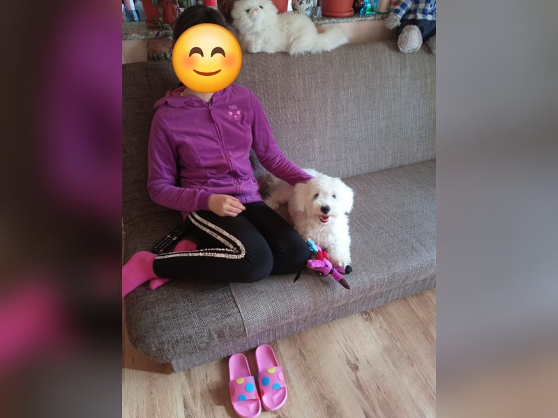 Bin ich ein Bichon/Maltheser Mix ? Egal, ich lebe in Rumänien und suche ein Für Immer Zuhause
