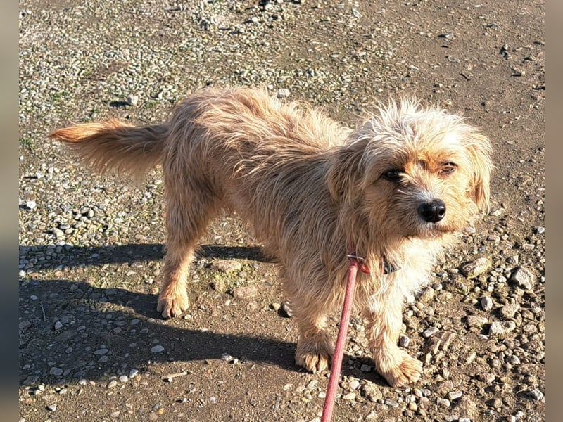 Rüde Arry, 29cm, möchte Rumänien schnell verlassen