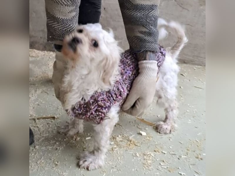 SUSSE - VOM ELEND ZUM GLÜCK