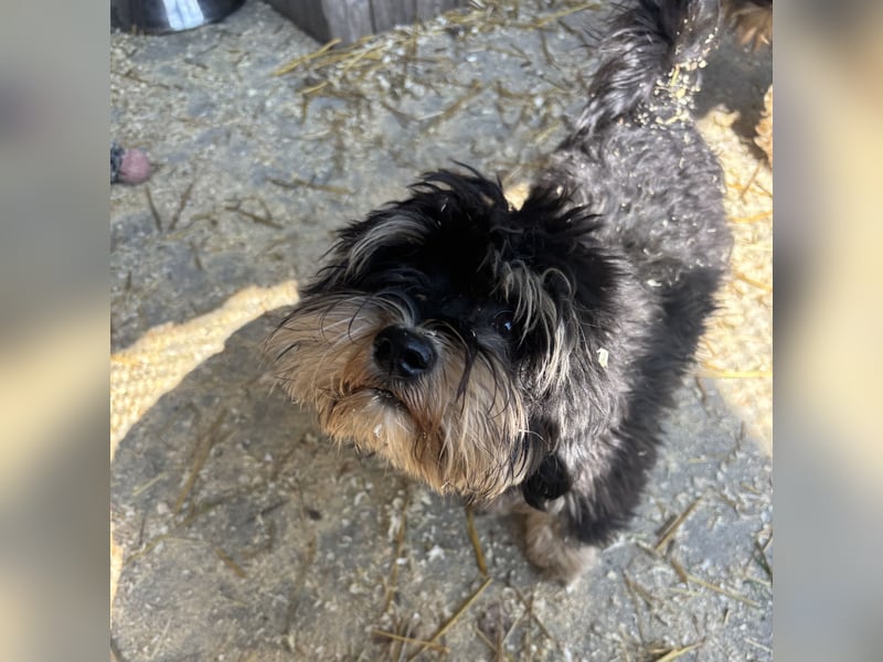 Archie sucht Geborgenheit