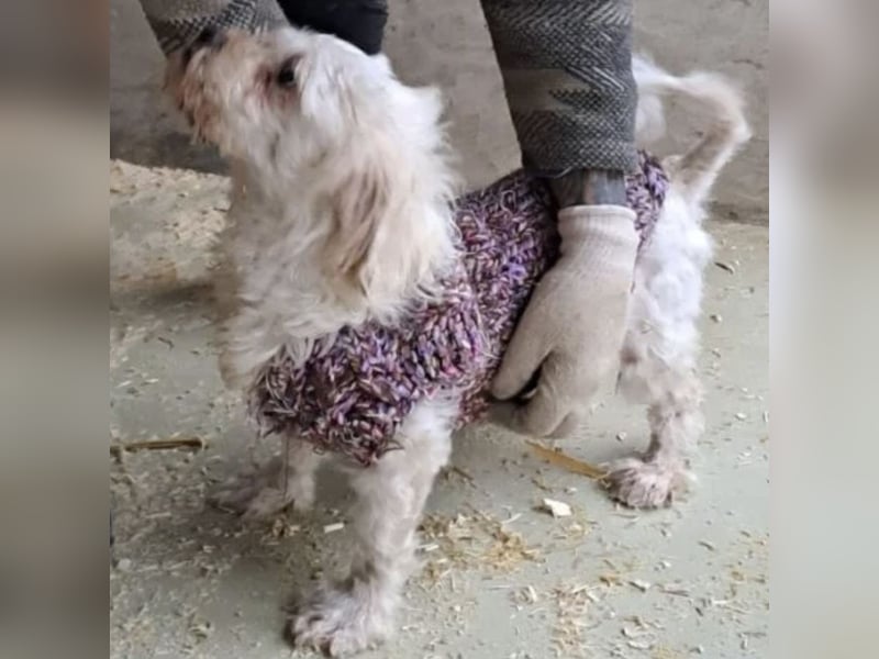 SUSSE - VOM ELEND ZUM GLÜCK