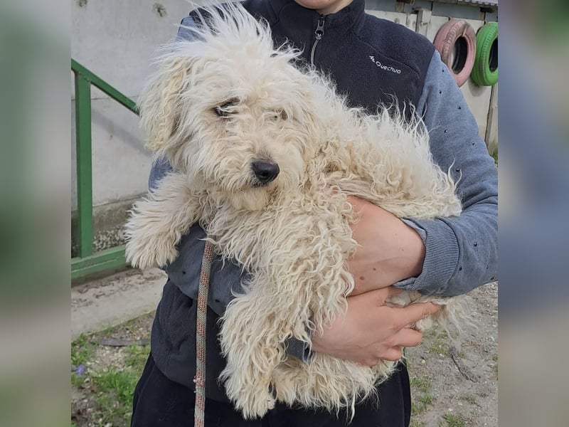Koci sucht ein ruhiges Zuhause