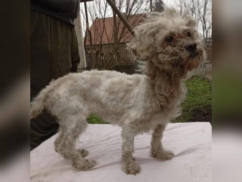 SUSSE - VOM ELEND ZUM GLÜCK