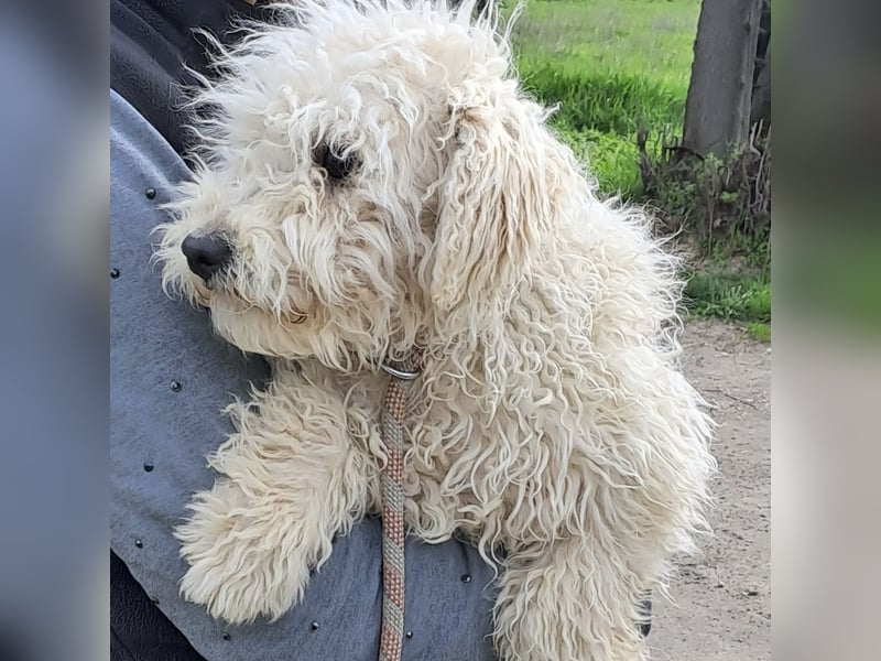 Koci sucht ein ruhiges Zuhause