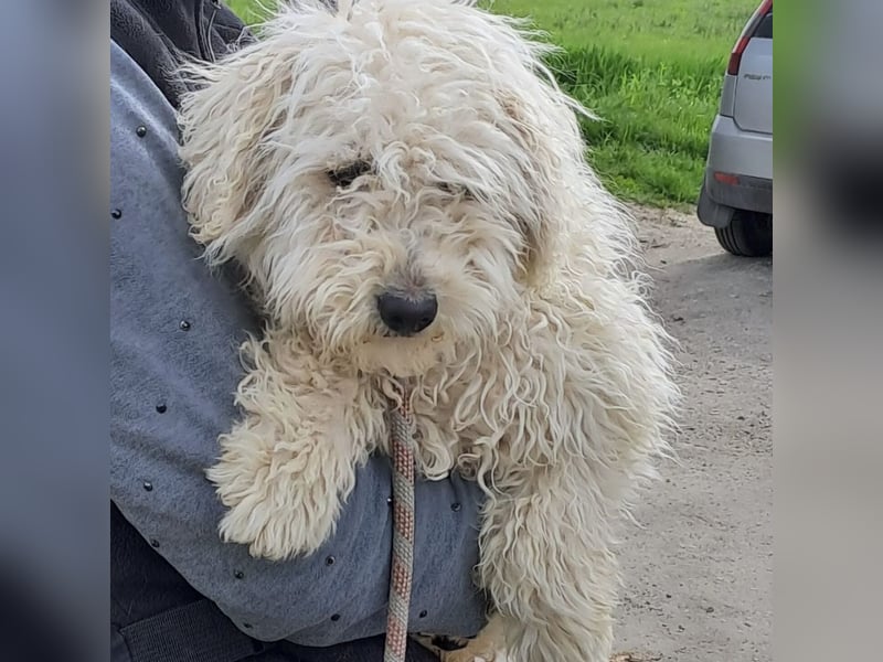 Koci sucht ein ruhiges Zuhause