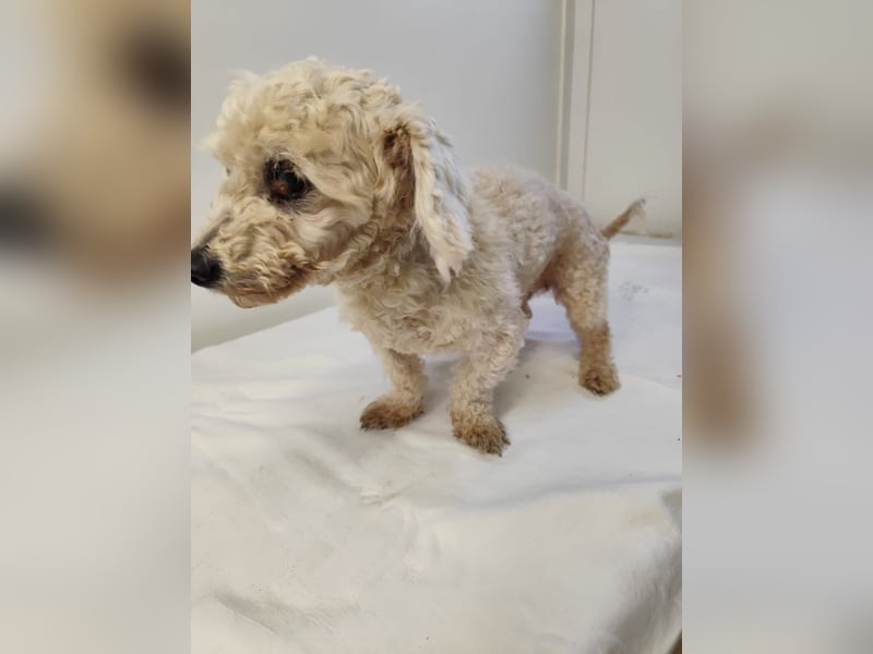 HERMINE - die sanfte und zarte kleine Maus sucht ein liebevolles Zuhause