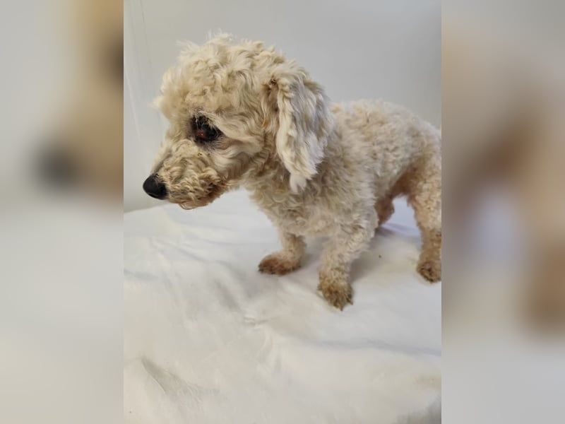 HERMINE - die sanfte und zarte kleine Maus sucht ein liebevolles Zuhause